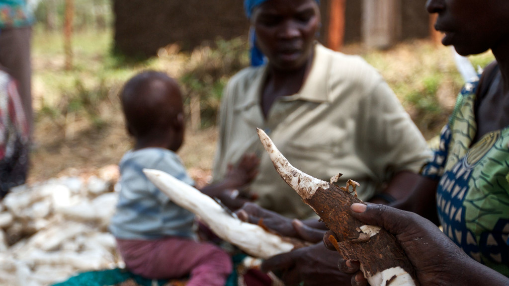 manioc